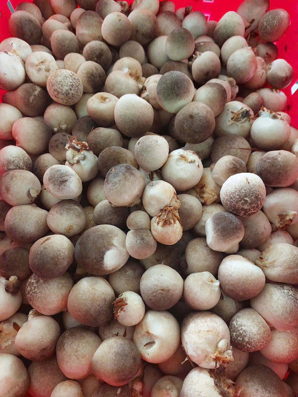 z7493053199378_8523970ff554b958127d165fae9861ac